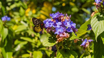 喜花草